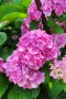 Многогодишна студоустойчива хортензия Фантом (Phantom), снимка 1 - Градински цветя и растения - 37483870