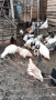 Продавам ,ярички,петли пуики, снимка 2