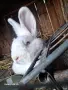 Продава се, скотна зайкиня!, снимка 3
