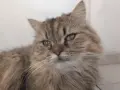 Мъжки котарак за Разплод, снимка 1