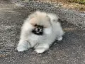 Померан момченце, снимка 6