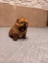 Померан мини, снимка 5