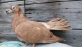 Добрички месни гълъби, снимка 1