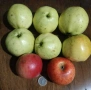 Калеми от разни сортове ябълки и круши, нови и стари , снимка 5