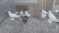 Нюрнбергски чайки, снимка 1