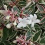 Абелия/ Abelia x grandiflora 'Confetti'