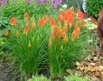 Книфофия - факелна лилия, снимка 1 - Градински цветя и растения - 30334162