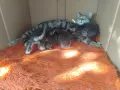 5 сладки бебенца котенца, снимка 14