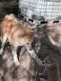 Акита ину на 5месеца, снимка 2