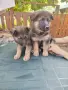 Свободни Немски овчарки , снимка 3