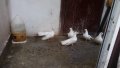 Бели гълъби старозагорски, снимка 8