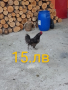 Свободни Петли, снимка 1 - Кокошки и пуйки - 44914103