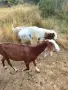 Свободен   пръч , снимка 2