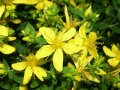 Висококачествени семена от жълт кантарион 2000 бр. семена билка антидепресант медоносно растение за , снимка 6
