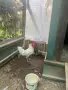 Продавам Петел порода лекхорн., снимка 3