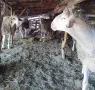 Продавам Шилета и Коч, снимка 6