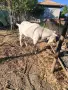 продавам прьч шут, снимка 1