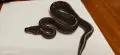 Кралски питони (Python Regius) , снимка 3