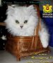 Котки Чинчила * Chinchilla Cats, безплатно посещение!, снимка 15