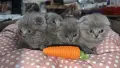 Шотландски Фолд - Шотландска клепоуха, снимка 4