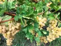 Продавам грозде Брестовица -бране 05.09.2026г,и сорт Булагар- бране на 11.09.2016, цена 0.70 цента  , снимка 2