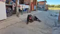 Кане корсо женска, снимка 3