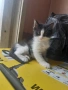 подарявам котенца , снимка 1