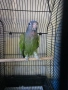 Бебе синеглав амазонек, снимка 1
