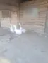 Гъсок с две гъски , снимка 5
