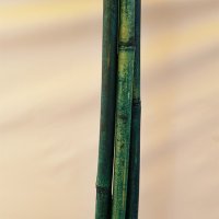 Зелен бамбук ф20-22 мм за колчета за разсад, снимка 2 - Други стоки за дома - 37946573