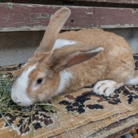 Холандски зайци, зайци Веселина и кръстоска, снимка 12 - Други - 30876894