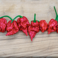 Люти чушки - Carolina Reaper - Каролина Рийпър - Най - лютите чушки в света, снимка 1 - Домашни продукти - 44716784