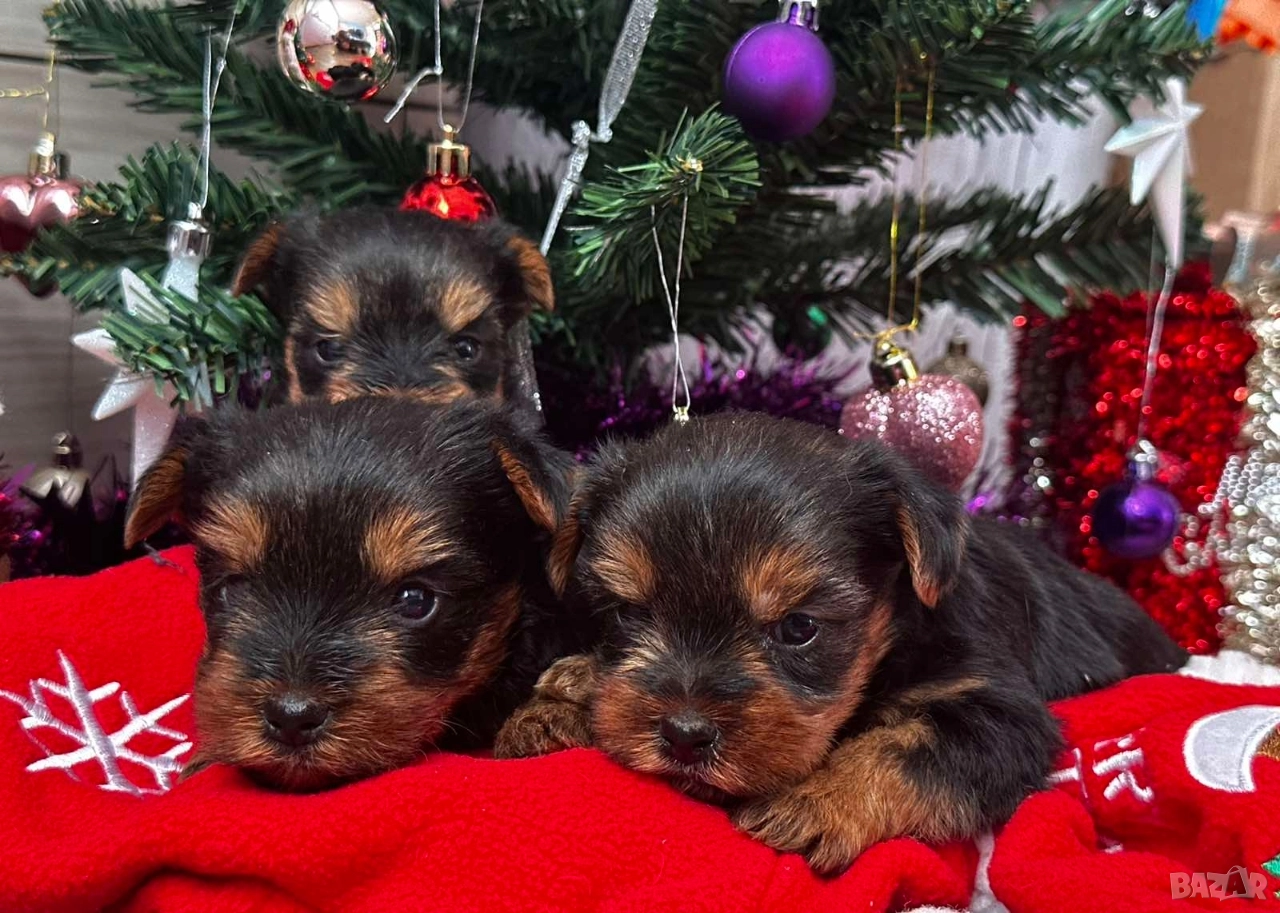 Мини йорки, снимка 1