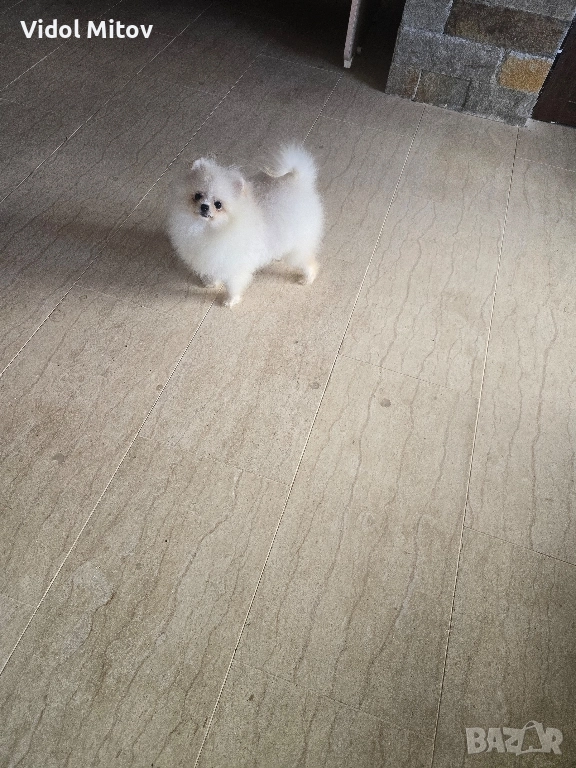 Мини Померан момиче , снимка 1