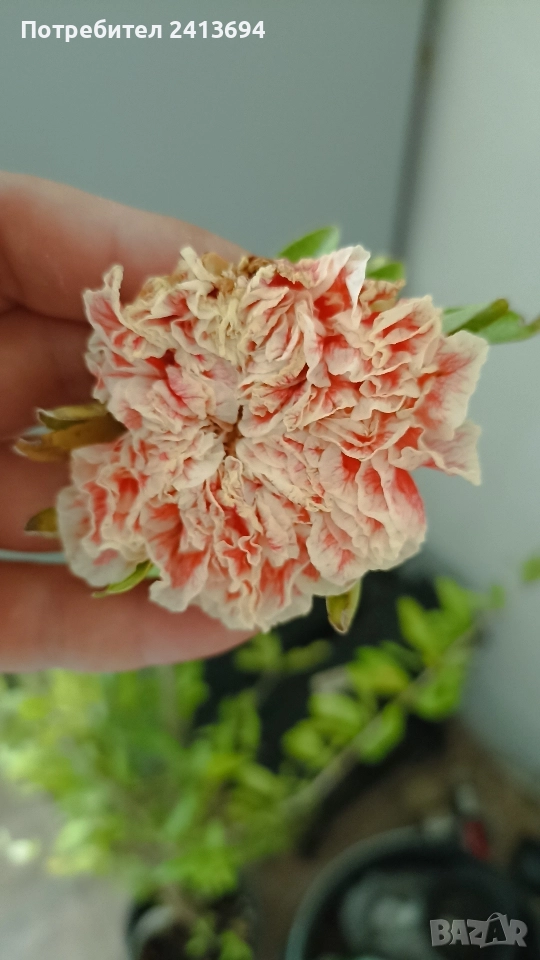 нар -ядлив с кичести пъстри цветове punica granatum Lingerie , снимка 1