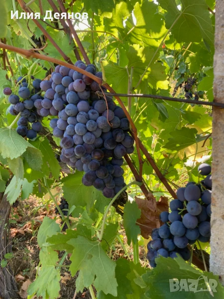 Продавам черно грозде без семки, снимка 1