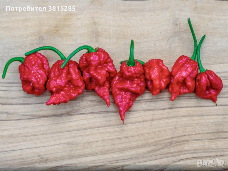 Люти чушки - Carolina Reaper - Каролина Рийпър - Най - лютите чушки в света, снимка 1