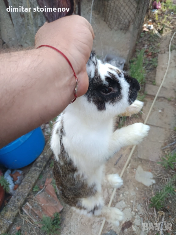 Vilikani, снимка 1