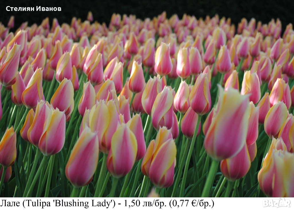Лале (Tulipa 'Blushing Lady') – луковици, снимка 1