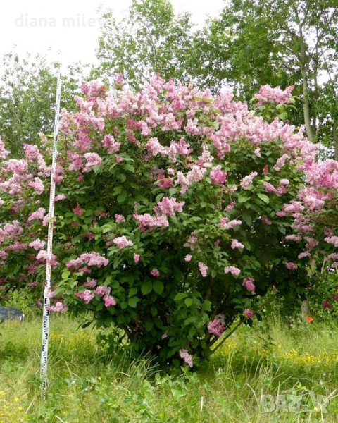 Унгарски люляк, Syringa josikaea, снимка 1