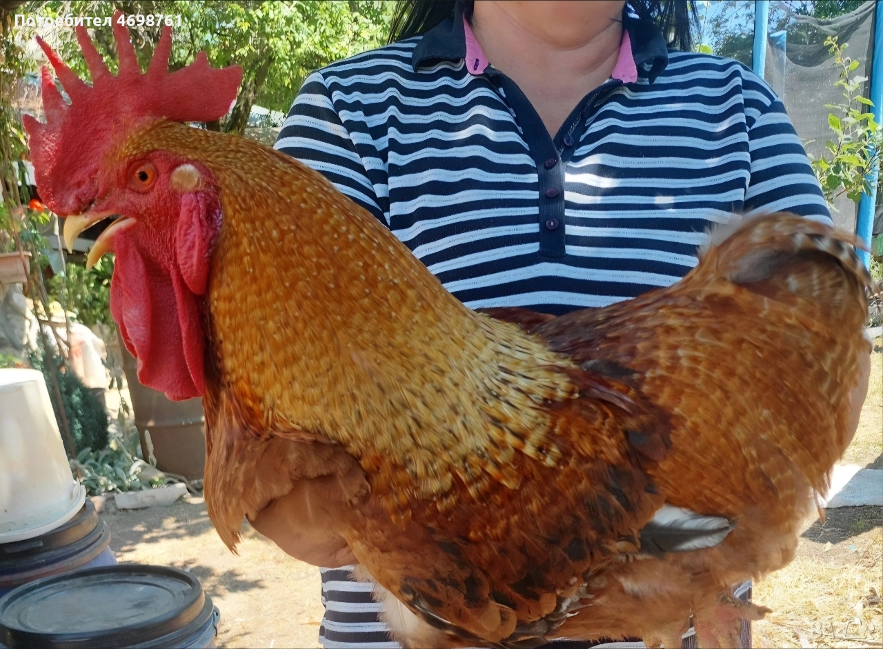 продавам петли и кокошки, снимка 1