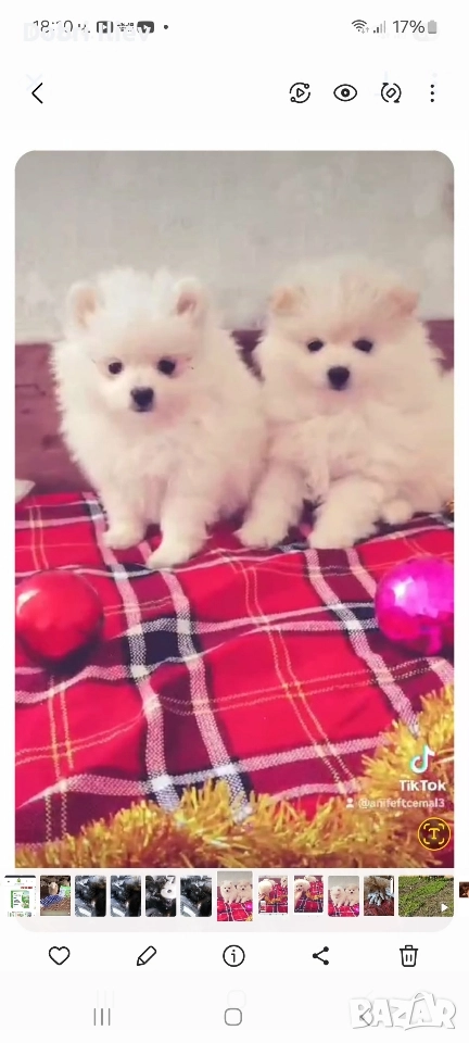 Продавам мини померанчета , снимка 1