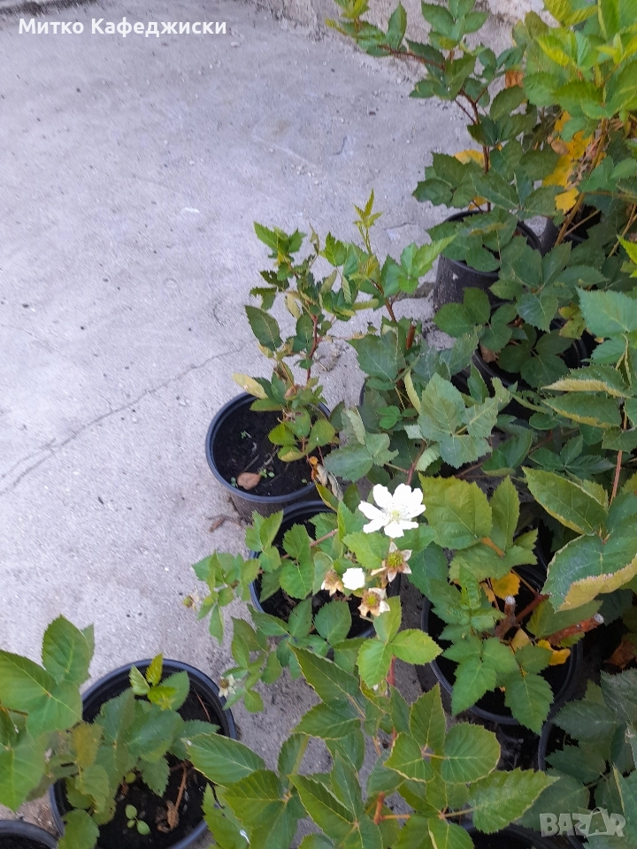 продавам разсад къпини, снимка 1