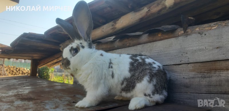 Белгийски великани, снимка 1