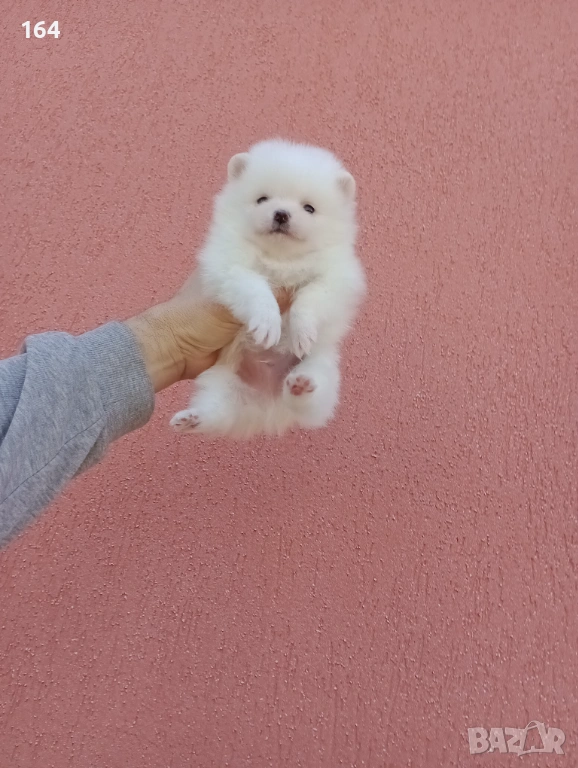 Момче и момиче. Бели Померани. Реални снимки от 05.01.26 г. , снимка 1