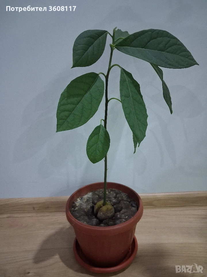 авокадо , снимка 1