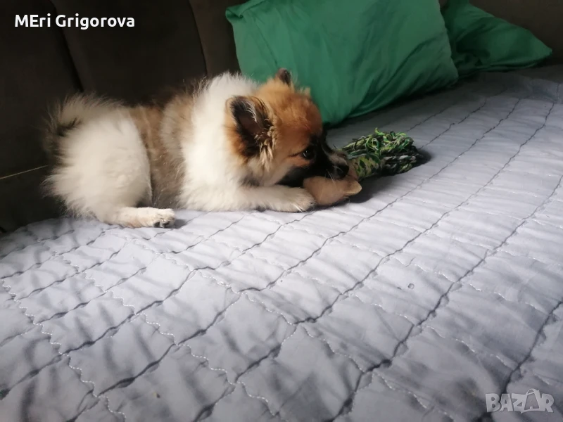 Померснски шпиц женско, снимка 1