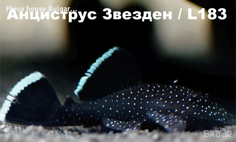 Звезден анцитрус L183, снимка 1