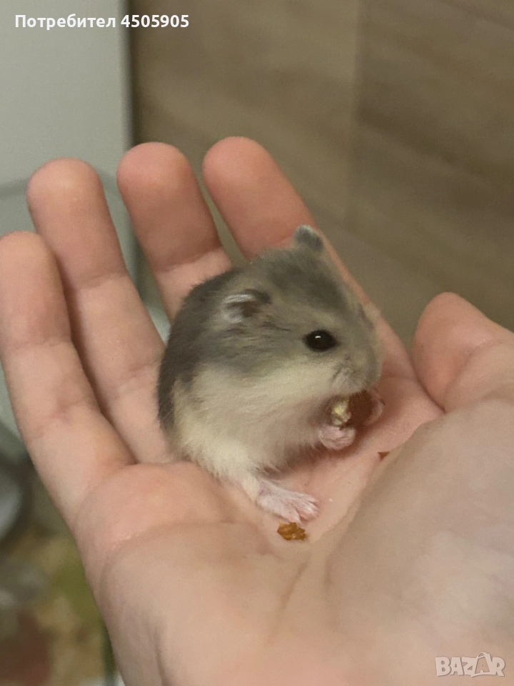 Мини хамстери, снимка 1