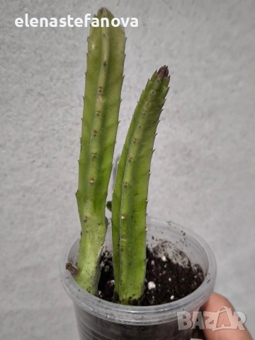 Сортова стапелия, снимка 3 - Стайни растения - 54196216